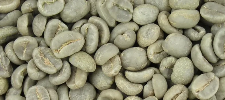 Granos de café verde sin tostar