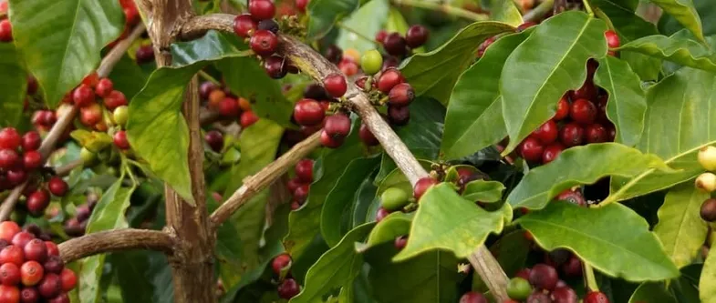 cerezas de café naturaleza